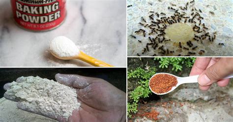 Getting Rid of Ants