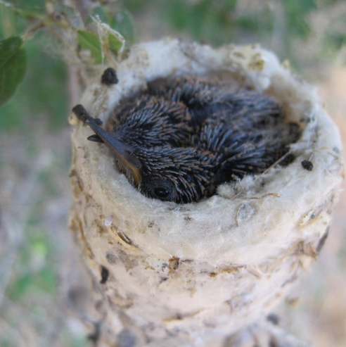 hummingbird