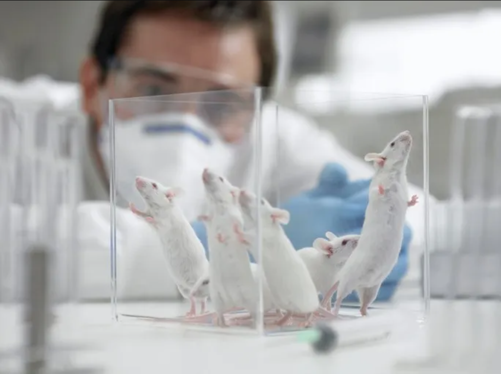 Animal Experimentation