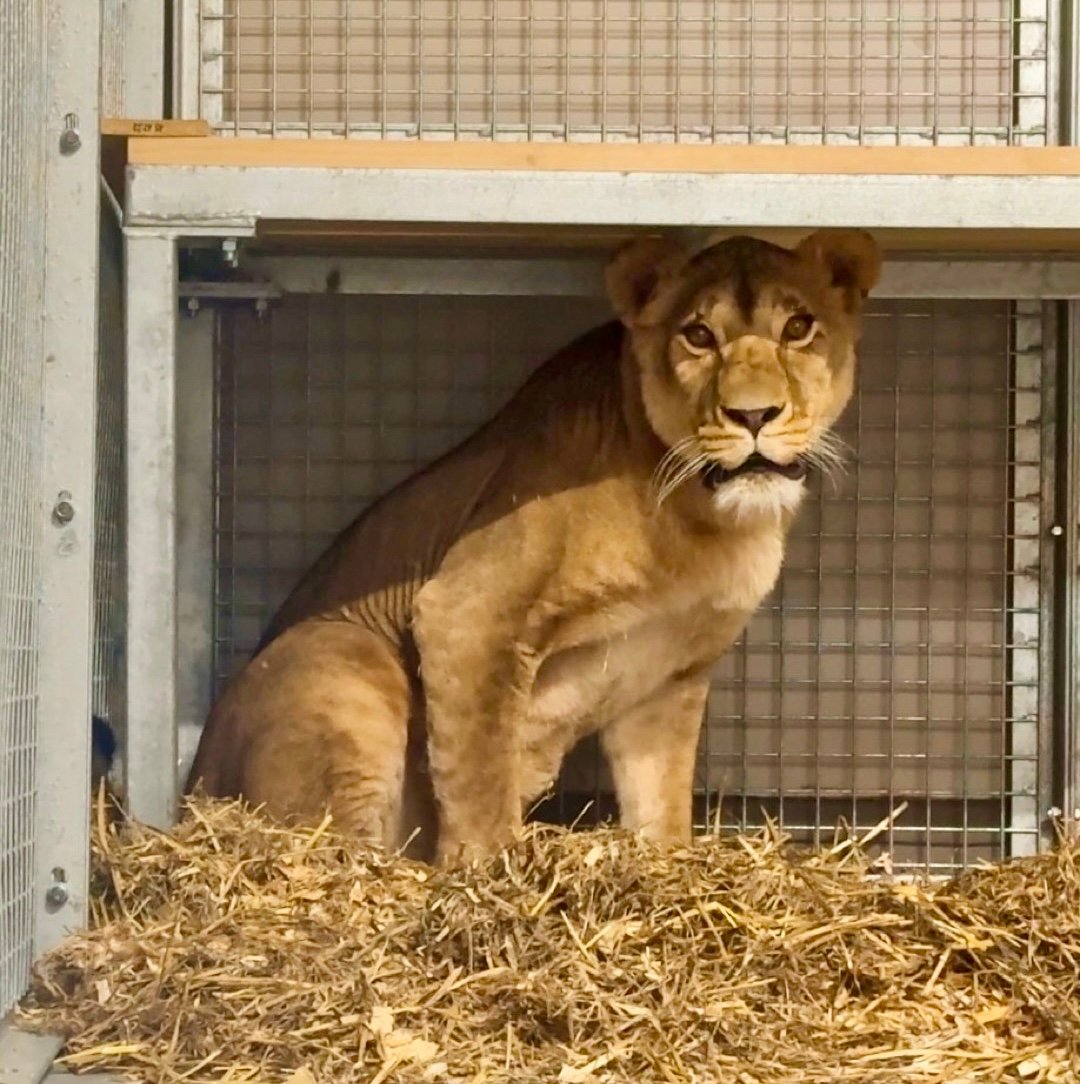 lion