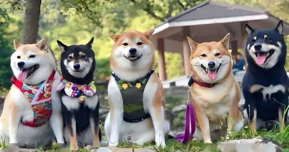 shiba inu