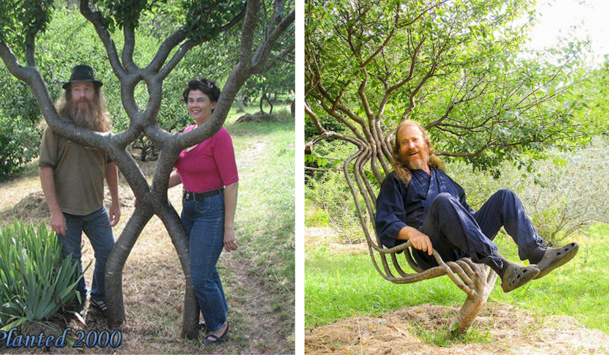 tree chair feature