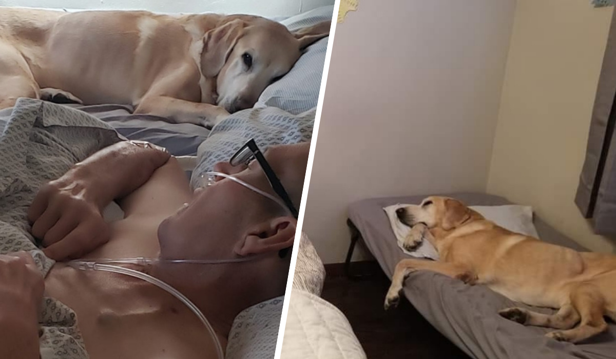 dog