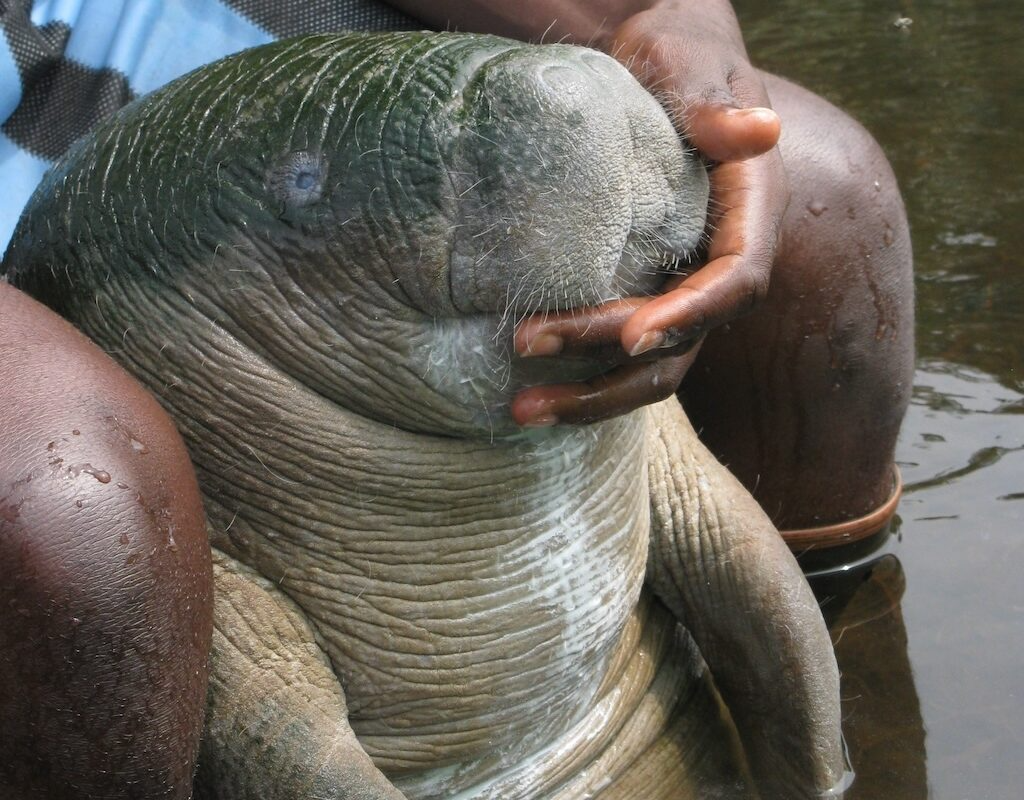 manatee