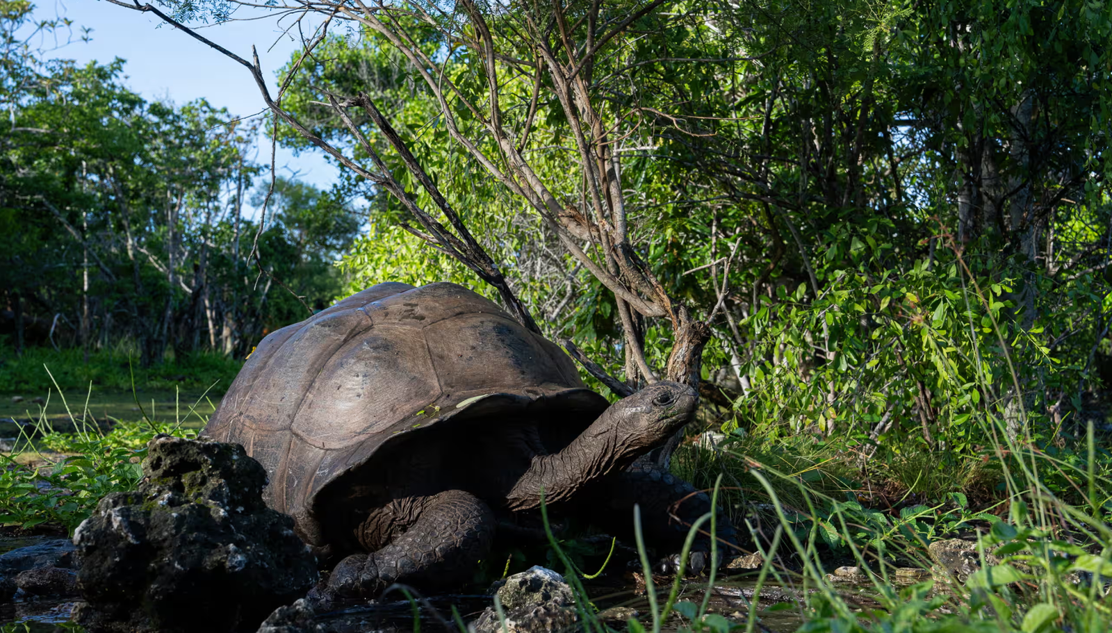 giant tortoise