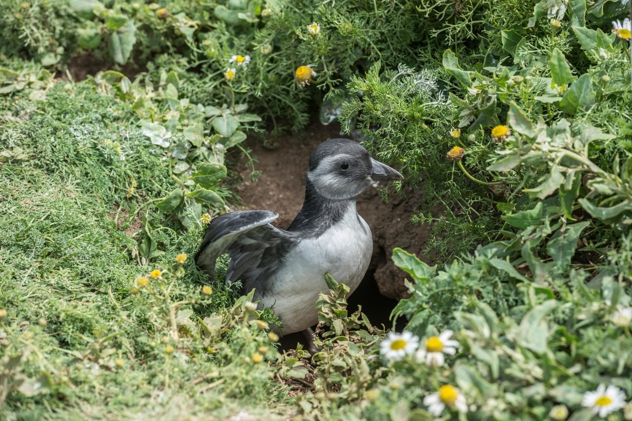 Puffins