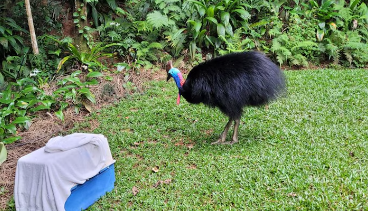 cassowary chick