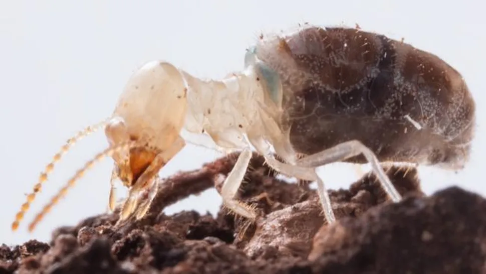 termite