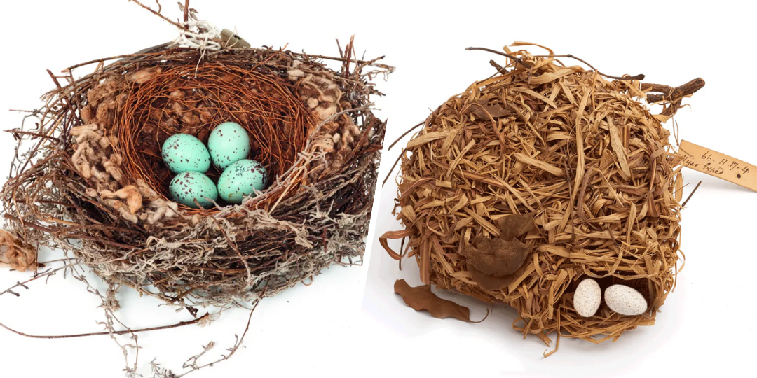 Bird Nests