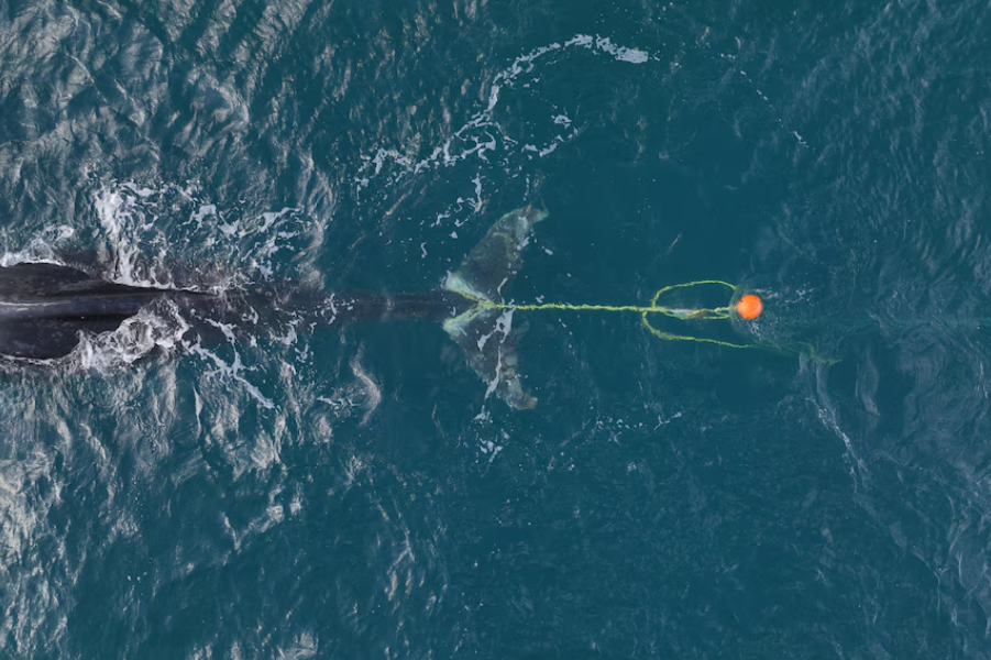 whale