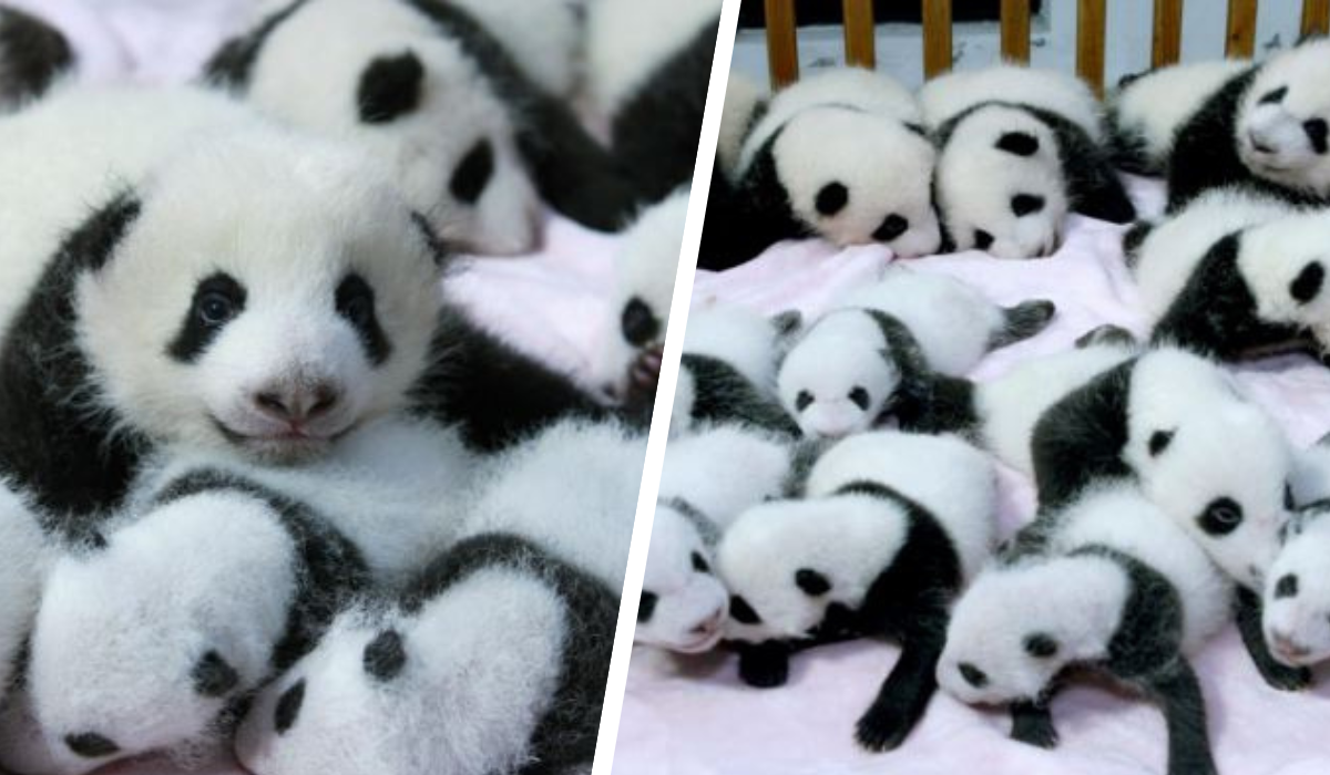 panda-cubs-thumb.png