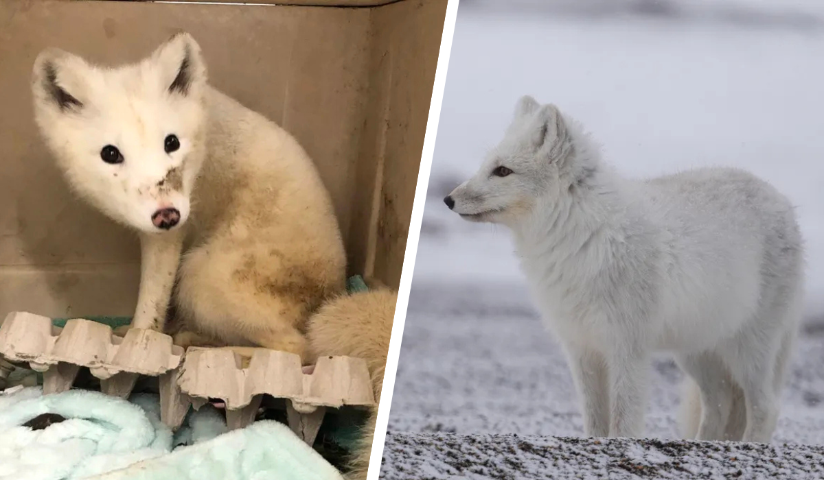 arctic-fox-thumb.png