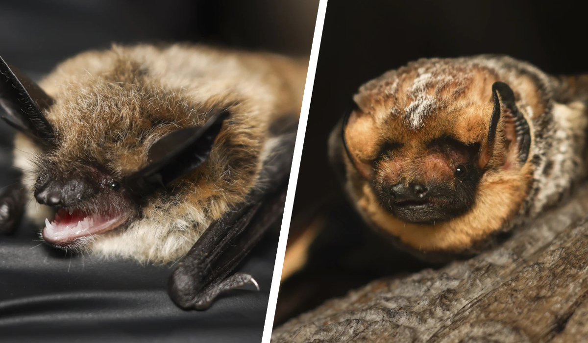 bat-beauty-contest-thumb.png